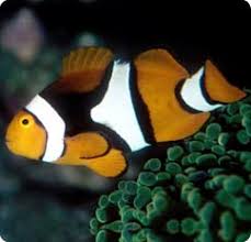 True Percula clownfish