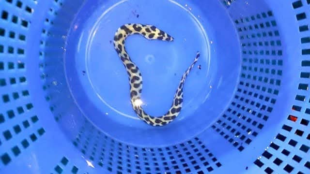 Honeycomb Eel Fish