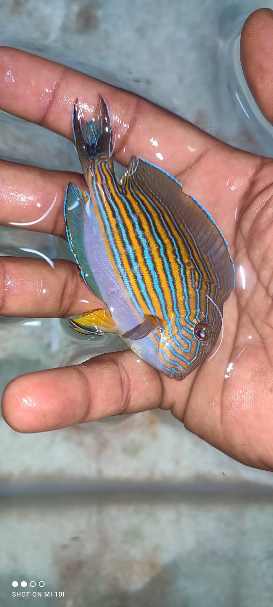 Clown Tang Fish
