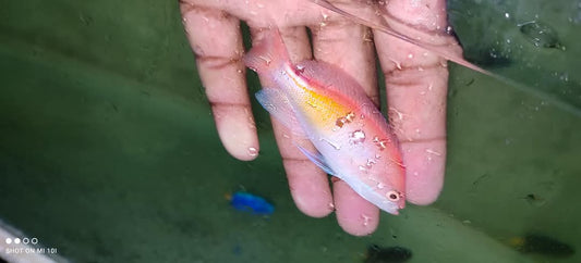 Red Fairy Anthias Fish