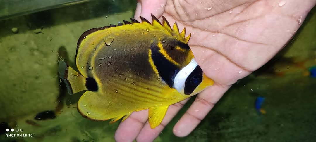 Raccon Butterfly Fish