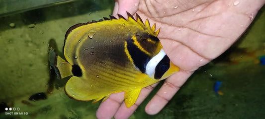 Raccon Butterfly Fish