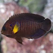 Yellow Fin Angelfish