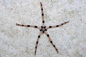 Tiger Serpent Starfish