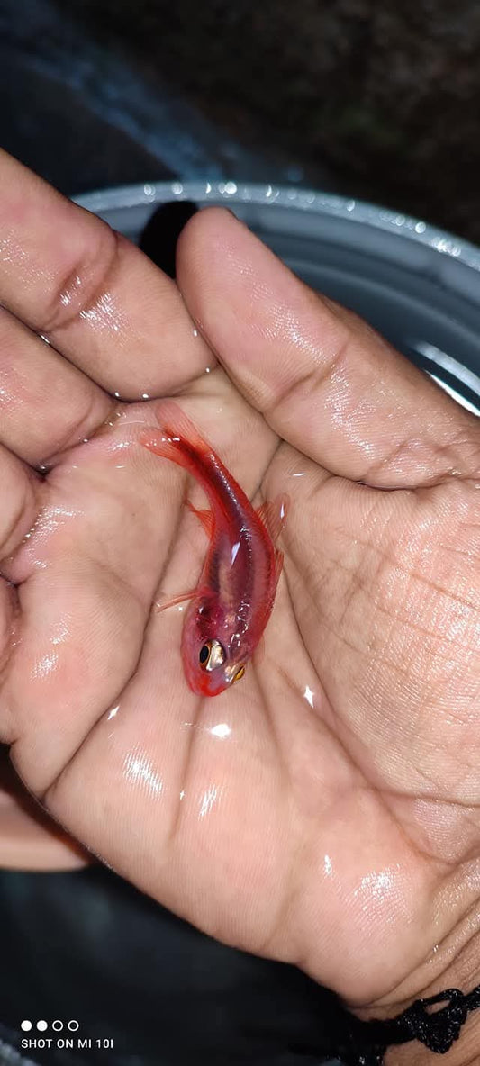 Halfband Cardinal Fish