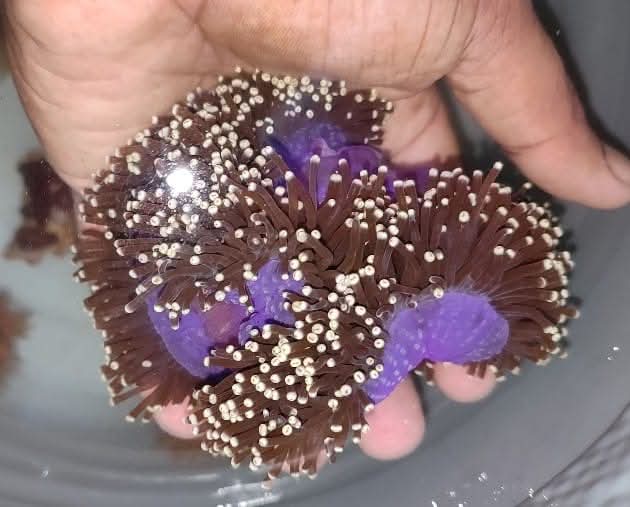 Purple Base Ritteri Anemeon