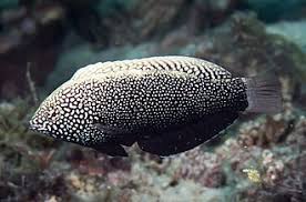 Black Leopard Warsse