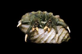 White Tip Reef Hermit Crab