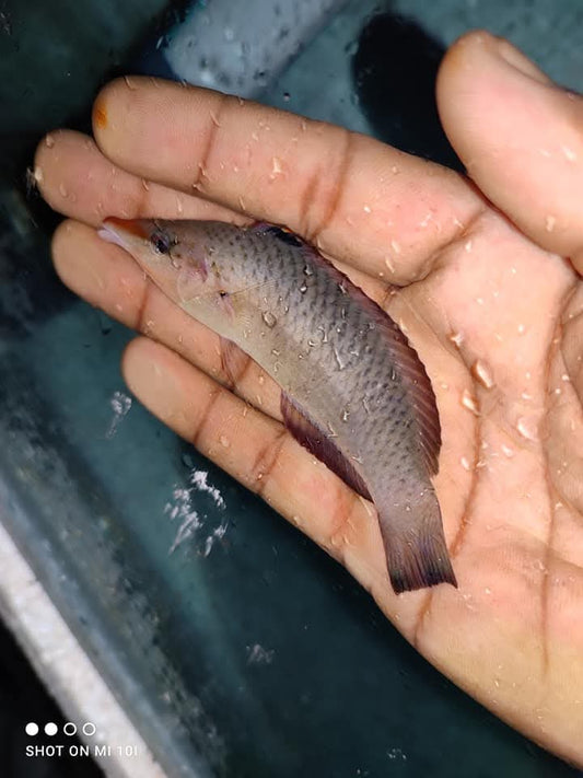 Brown Bird Wrasse