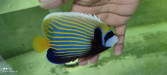 Emperar Angelfish Adult
