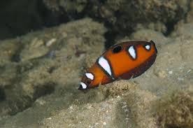 Queen Cori's Wrasse Juvenil