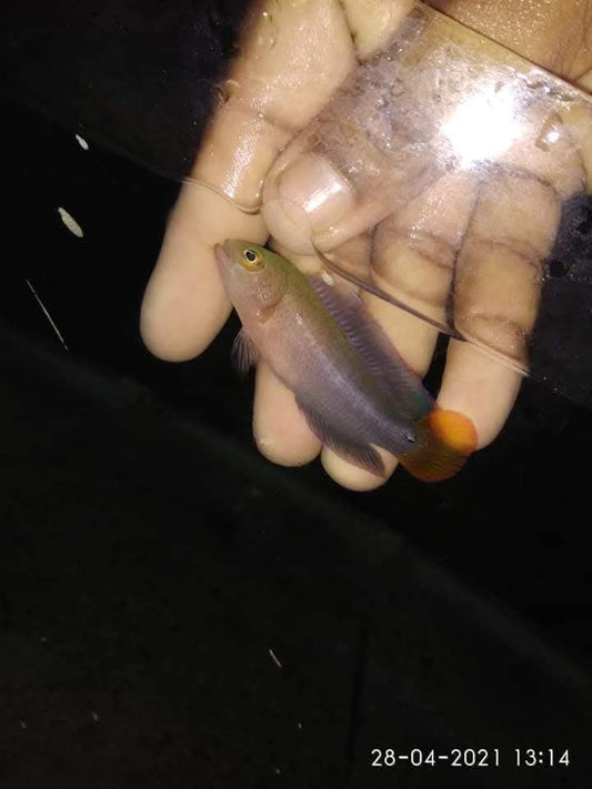 Sri Lankan Dottback Fish