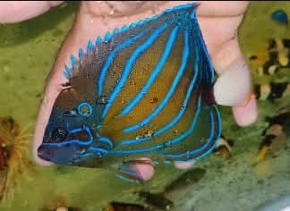Blue Ring Angelfish