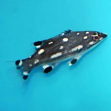 Diana Hog Fish Juvenile