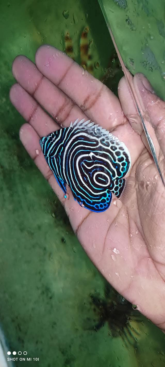 Emperer Angelfish Juvenile