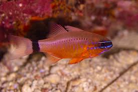 Blue Eyes Ring Tail Cardinal Fish