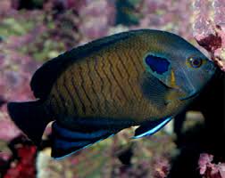 Blue Fin Angelfish