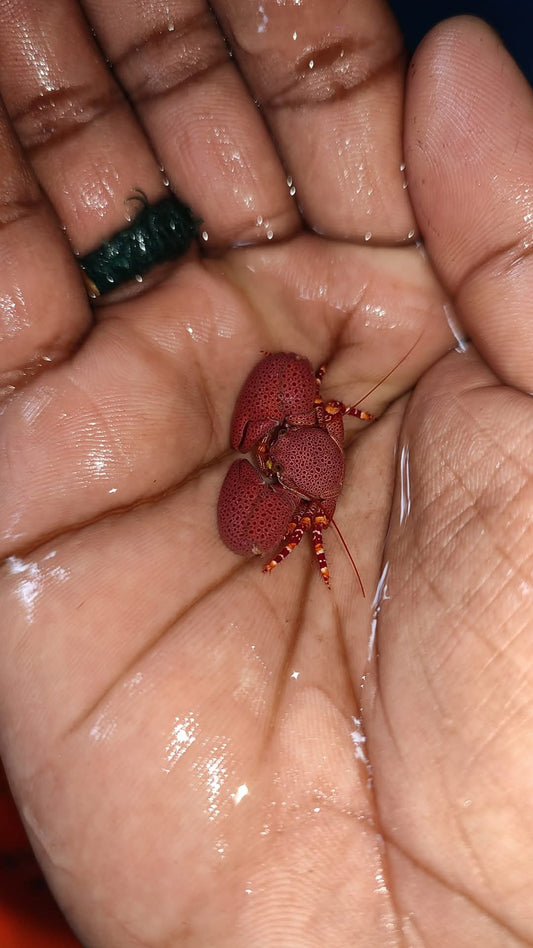 Red Coral Crab
