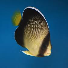 Smoke Angelfish
