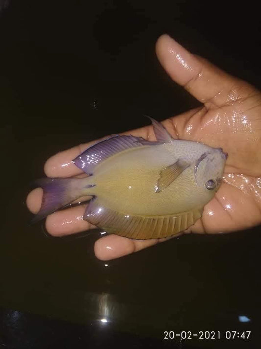 Lavender Tang