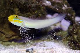 Yellow Head Goby