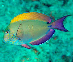 Lavender Tang