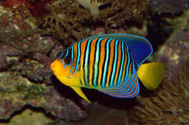Yellow Belly Regal Angelfish