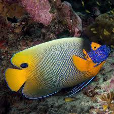 Blue Face Angelfish