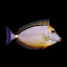 Lipstike Naso Tang