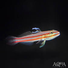 Railway Sleeper Goby