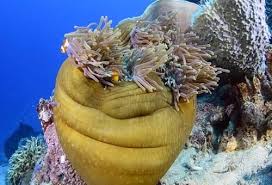 Common Ritteri Anemone