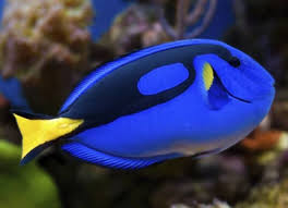 Blue Tang Fish