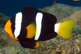 Clarkii Clownfish