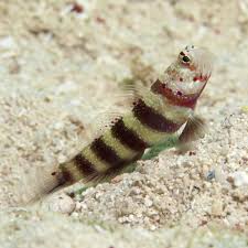Burgundy Shirmp Goby