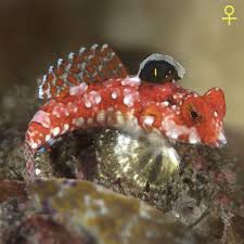 Red Scooter Goby