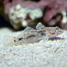 Cave Goby Fish