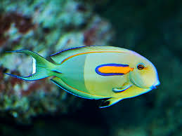 Orange Shoulder Tang Fish