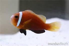 Nigerpas Clownfish