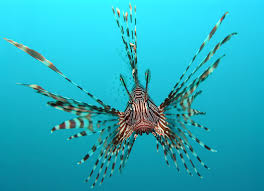 Lion Fish