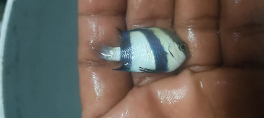 Humpug Damsel