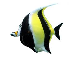 Moorish Idol Fish