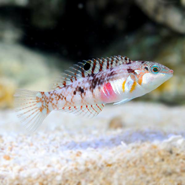 Nebulous Wrasse Fish