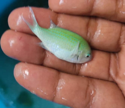 Blue Green Chromis