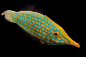 Orange Spotted Filefish