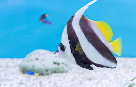 Bannerfish