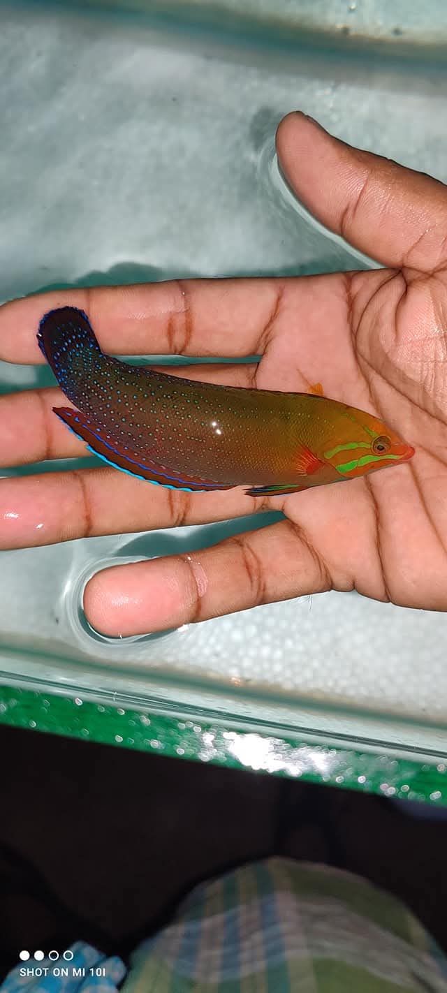 African Red Cori's