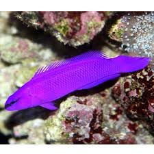 Orchid Dottyback Fish
