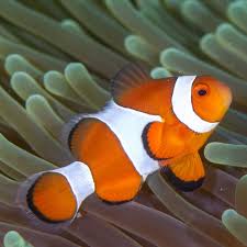 Ocellaris Clownfish