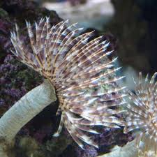 Feather Duster Worms