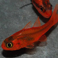 Ruby Red Cardinal Fish